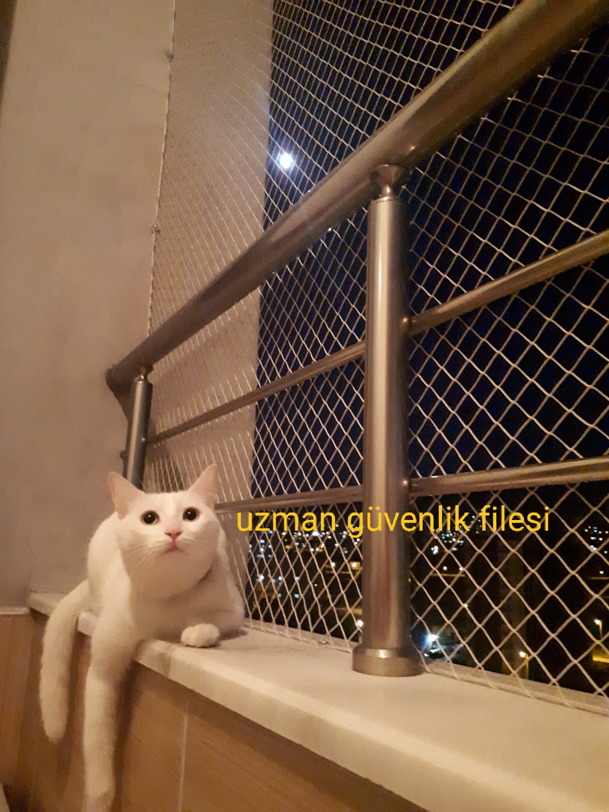 Kedi Filesi